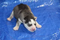 AKC ABBA, a female Siberian Husky for sale in Monticello, WI – 3 of 6