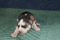 AKC SID, a male Siberian Husky for sale in Monticello, WI – 2 of 6