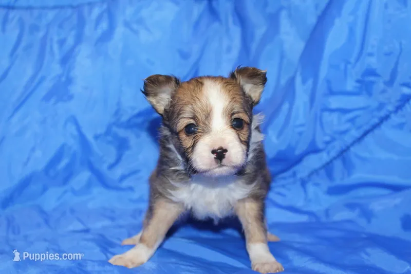 AKC REGGIE – Papillon puppy for sale in Monticello, WI