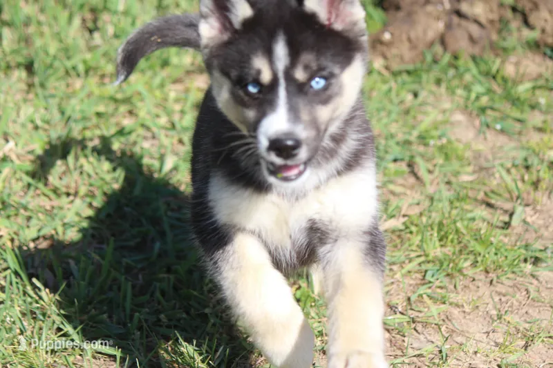 AKC REMI – Siberian Husky puppy for sale in Monticello, WI