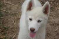 AKC RINA, a female Siberian Husky for sale in Monticello, WI – 3 of 10