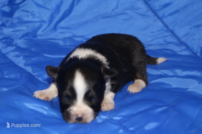 AKC RHETT – Papillon puppy for sale in Monticello, WI