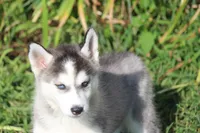 AKC SYLVESTER, a male Siberian Husky for sale in Monticello, WI – 2 of 10