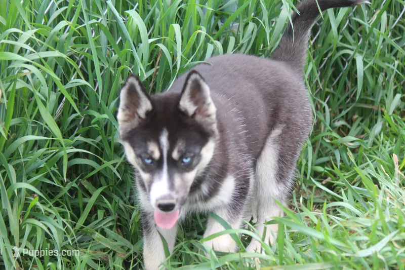 AKC REMI – Siberian Husky puppy for sale in Monticello, WI