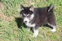 AKC KIKO, a male Siberian Husky for sale in Monticello, WI – 2 of 5