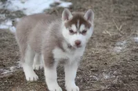 processed/4e60aaf6-3aa8-492a-a0ca-4eaaeaf616b6/listing/d150b9ef-7f8e-4ed7-96f3-b9a0bcfc22f6/6317c5c6-4f66-4e16-b8b1-f91202f0dbb4