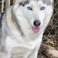 AKC KODAK, a male Siberian Husky for sale in Monticello, WI – Photo 4 of 9