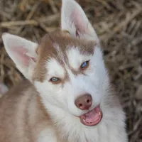 AKC KODAK, a male Siberian Husky for sale in Monticello, WI – Photo 1 of 9