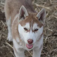 AKC KODAK, a male Siberian Husky for sale in Monticello, WI – Photo 2 of 9