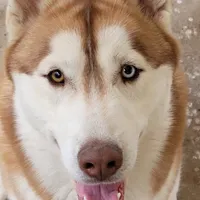 AKC KODAK, a male Siberian Husky for sale in Monticello, WI – Photo 3 of 9