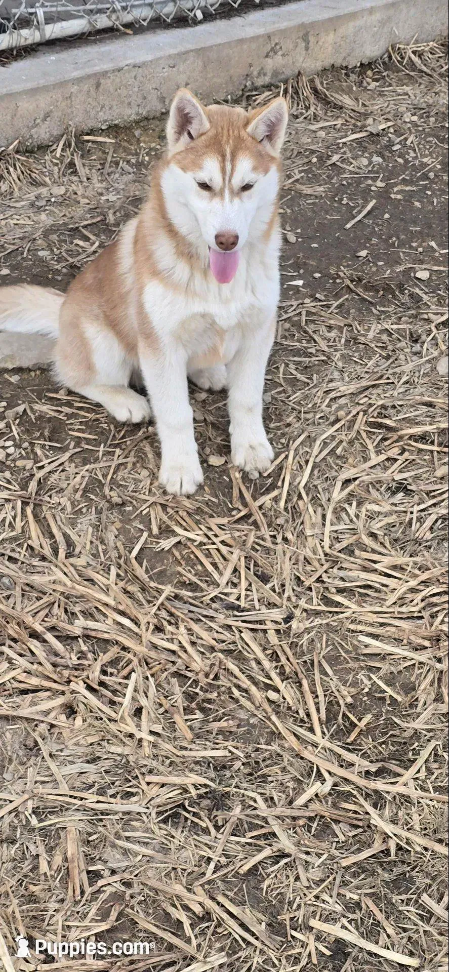 AKC KODAK, a male Siberian Husky for sale in Monticello, WI – Photo 5 of 9