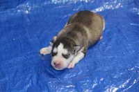 AKC AXEL, a male Siberian Husky for sale in Monticello, WI – 3 of 7