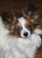 AKC ROLLO, a male Papillon for sale in Monticello, WI – 6 of 7