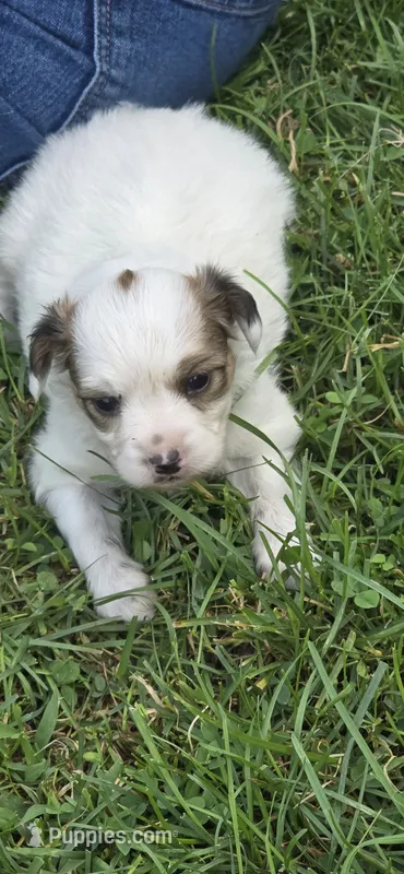 AKC NELLIE – Papillon puppy for sale in Monticello, WI