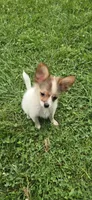 AKC ZEEK, a male Papillon for sale in Monticello, WI – 7 of 10