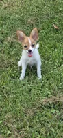 AKC ZEEK, a male Papillon for sale in Monticello, WI – 3 of 10