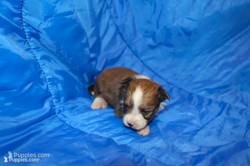 AKC REGGIE – Papillon puppy for sale in Monticello, WI