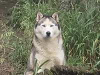 AKC SPIKE, a male Siberian Husky for sale in Monticello, WI – 6 of 6