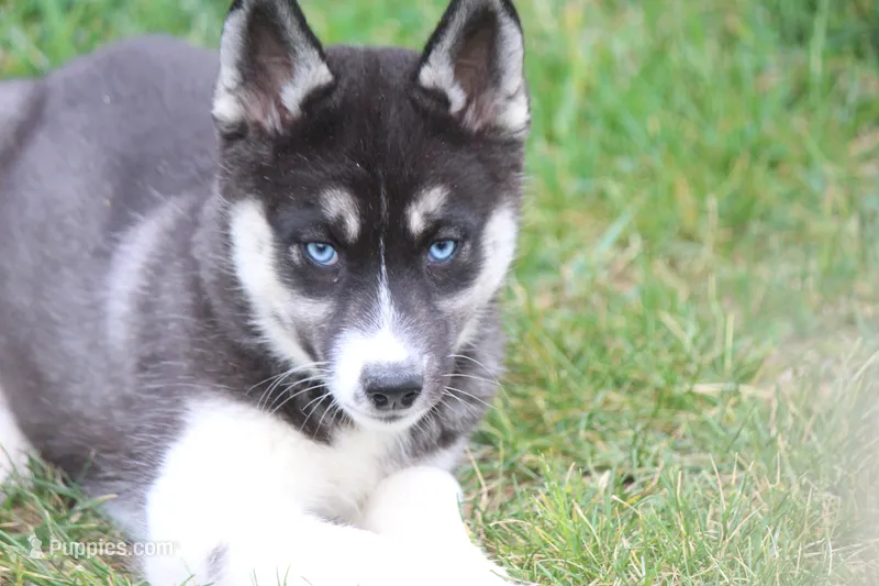AKC VELDA – Siberian Husky puppy for sale in Monticello, WI