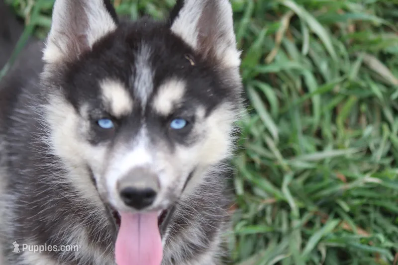 AKC KOKO – Siberian Husky puppy for sale in Monticello, WI