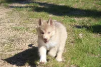 AKC VINO, a male Siberian Husky for sale in Monticello, WI – 4 of 8