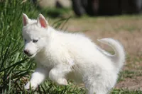 AKC VIRGO, a female Siberian Husky for sale in Monticello, WI – 5 of 10