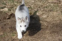 AKC DOZER, a male Siberian Husky for sale in Monticello, WI – Photo 4 of 9