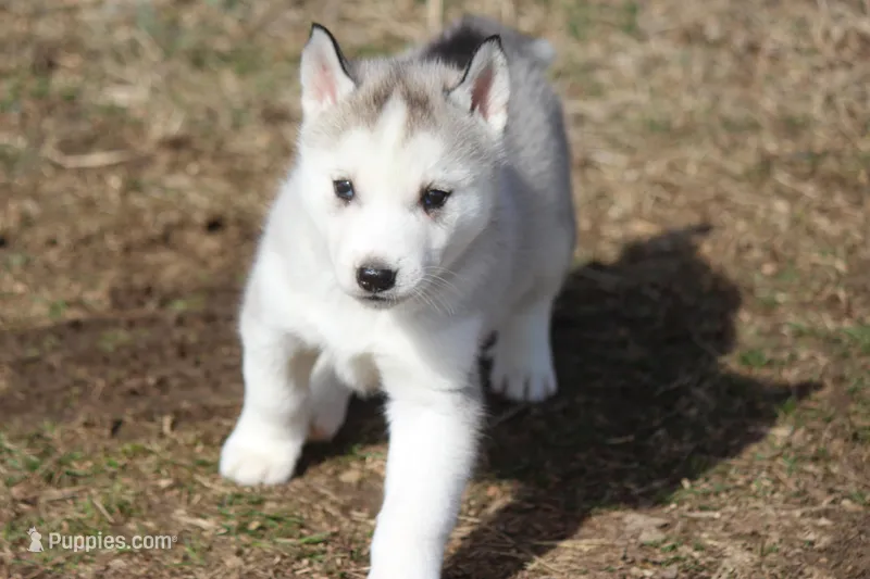 AKC DOZER – Siberian Husky puppy for sale in Monticello, WI