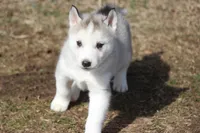 AKC DOZER, a male Siberian Husky for sale in Monticello, WI – Photo 2 of 9