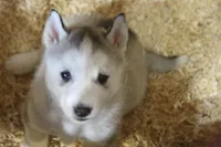 AKC DOZER, a male Siberian Husky for sale in Monticello, WI – Photo 6 of 9