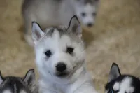 AKC DOZER, a male Siberian Husky for sale in Monticello, WI – Photo 7 of 9