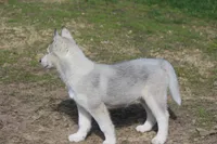 AKC DOZER, a male Siberian Husky for sale in Monticello, WI – 2 of 7