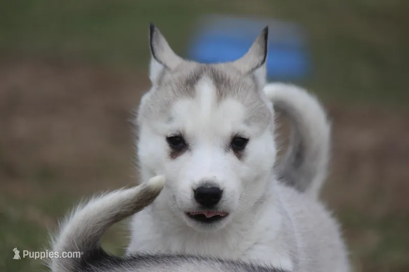 AKC DOZER – Siberian Husky puppy for sale in Monticello, WI
