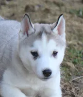 AKC DOZER, a male Siberian Husky for sale in Monticello, WI – 5 of 7