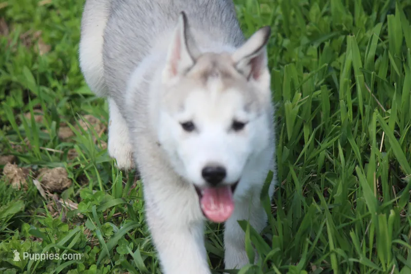 AKC DOZER – Siberian Husky puppy for sale in Monticello, WI