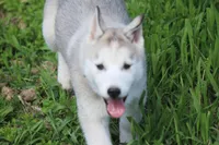 AKC DOZER, a male Siberian Husky for sale in Monticello, WI – 3 of 7