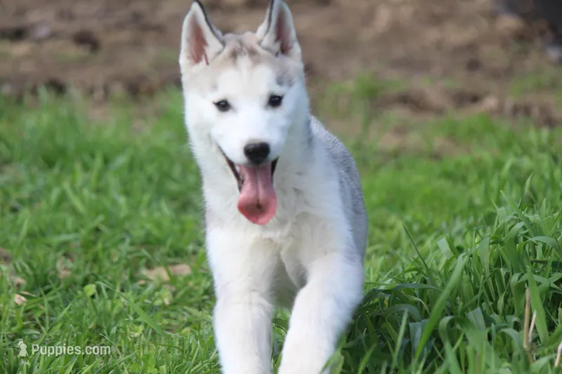 AKC DOZER – Siberian Husky puppy for sale in Monticello, WI