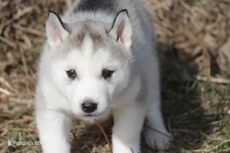 AKC DOZER – Siberian Husky puppy for sale in Monticello, WI