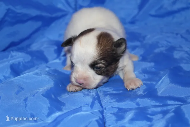 AKC ROLLO – Papillon puppy for sale in Monticello, WI