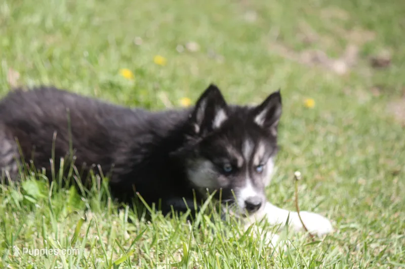 AKC VINCE – Siberian Husky puppy for sale in Monticello, WI