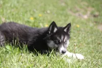 AKC VINCE, a male Siberian Husky for sale in Monticello, WI – 1 of 10
