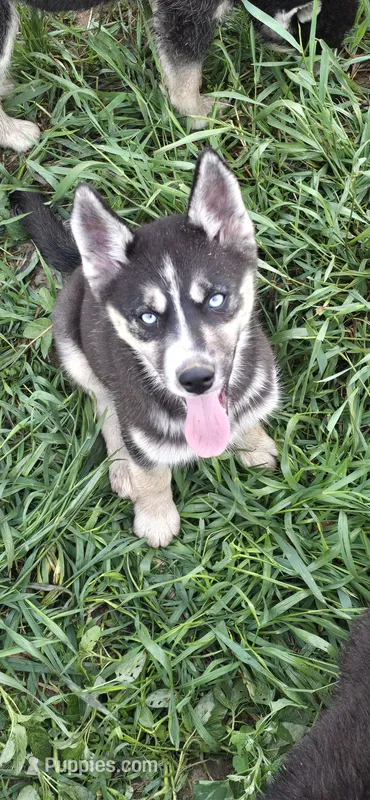 AKC REMI – Siberian Husky puppy for sale in Monticello, WI