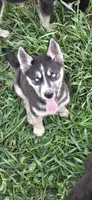 AKC REMI, a female Siberian Husky for sale in Monticello, WI – 4 of 10