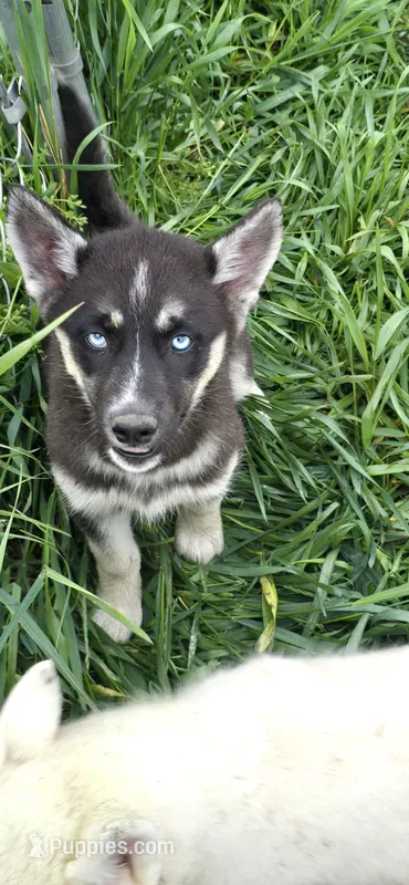 AKC RIVER – Siberian Husky puppy for sale in Monticello, WI