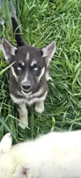 AKC RIVER, a female Siberian Husky for sale in Monticello, WI – 4 of 9