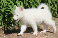 AKC VIRGO, a female Siberian Husky for sale in Monticello, WI – 3 of 10