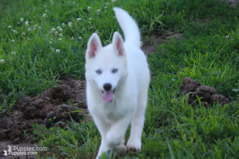 AKC VIULA – Siberian Husky puppy for sale in Monticello, WI