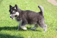 AKC VINCE, a male Siberian Husky for sale in Monticello, WI – 5 of 10
