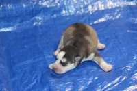 AKC ADDIE, a female Siberian Husky for sale in Monticello, WI – 3 of 7
