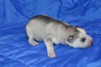 AKC DOZER, a female Siberian Husky for sale in Monticello, WI – Photo 2 of 5